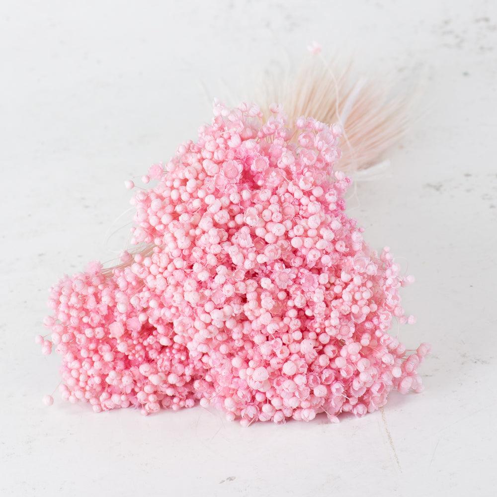 Dried Flowers | Glixia Flower, Dried, Pastel Pink, 50g Dried Dried Flowers