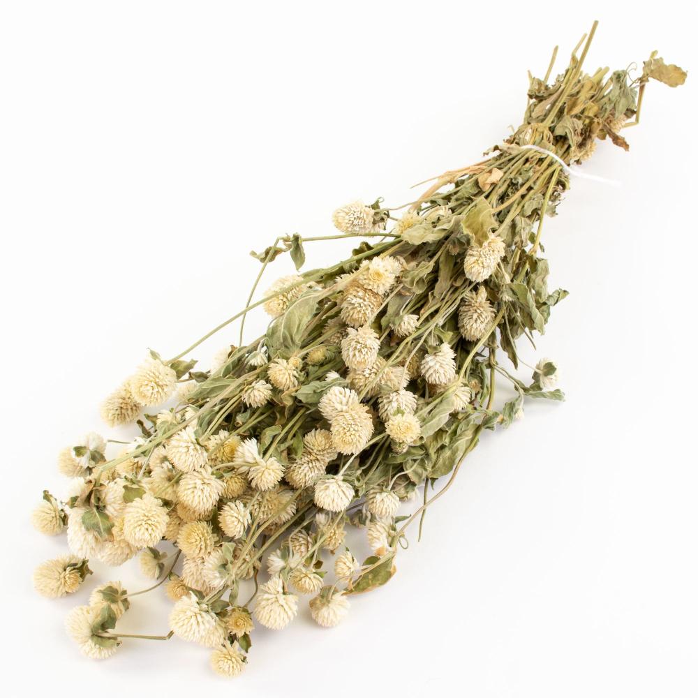 Dried Flowers | Gomphrena Flower, Dried, Natural Cream Dried Dried Flowers