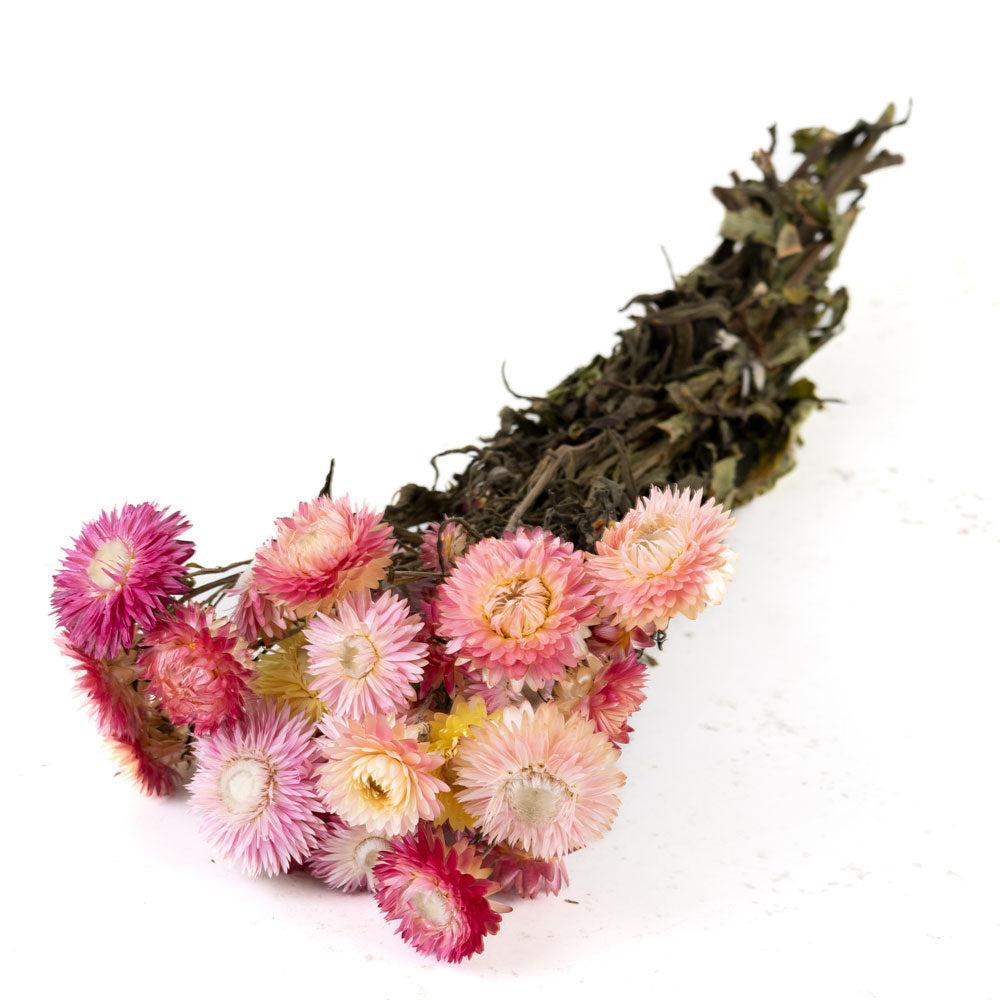 Dried Flowers | Helichrysum, Dried, Natural Dark Pink Dried Dried Flowers