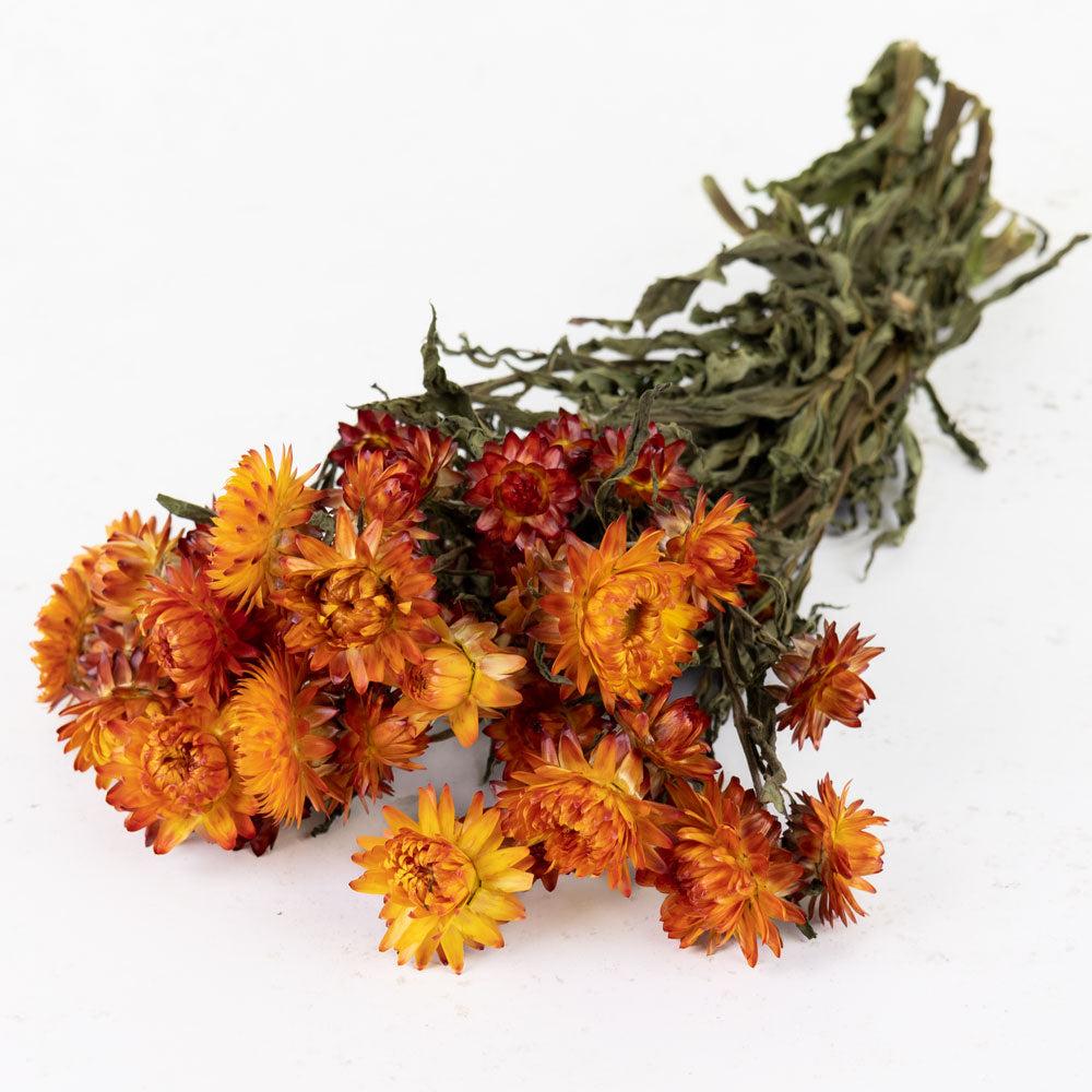 Dried Flowers | Helichrysum, Dried, Natural Orange Dried Dried Flowers