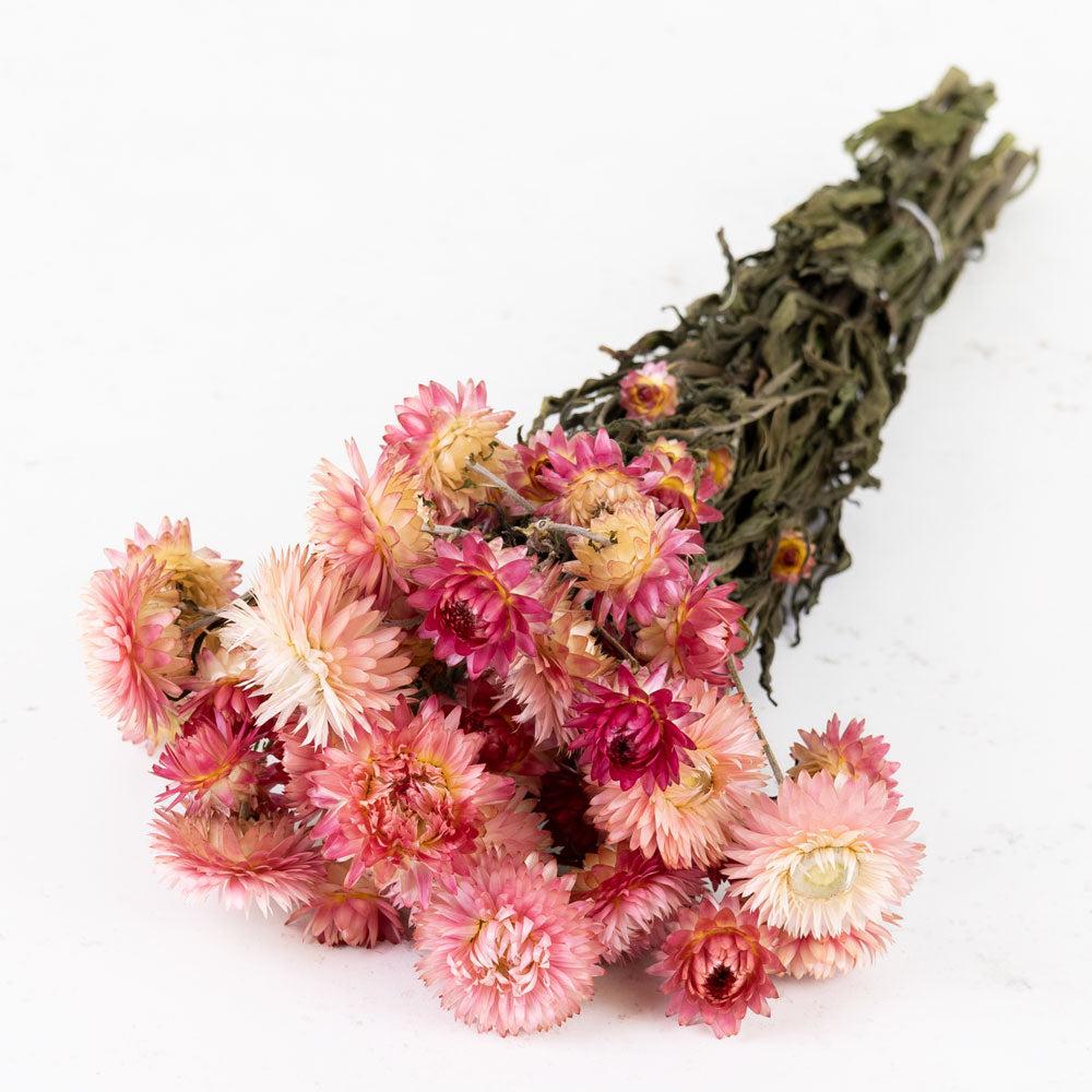 Dried Flowers | Helichrysum, Dried, Natural Pink Dried Dried Flowers