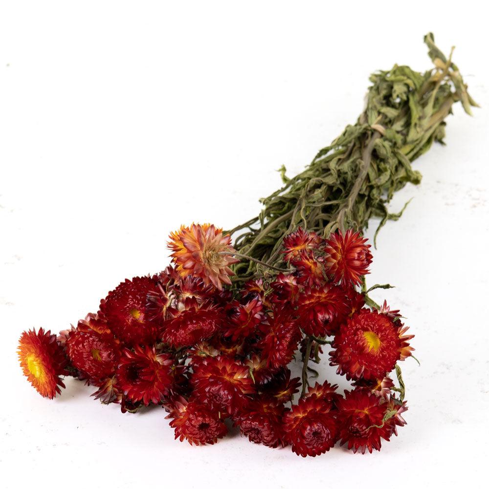 Dried Flowers | Helichrysum, Dried, Natural Red Dried Dried Flowers