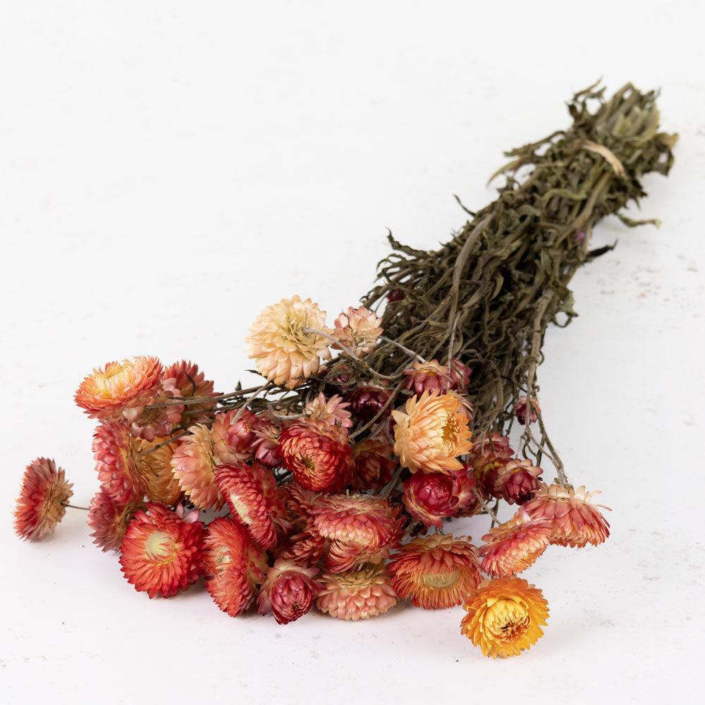 Dried Flowers | Helichrysum, Dried, Natural Salmon Pink Dried Dried Flowers