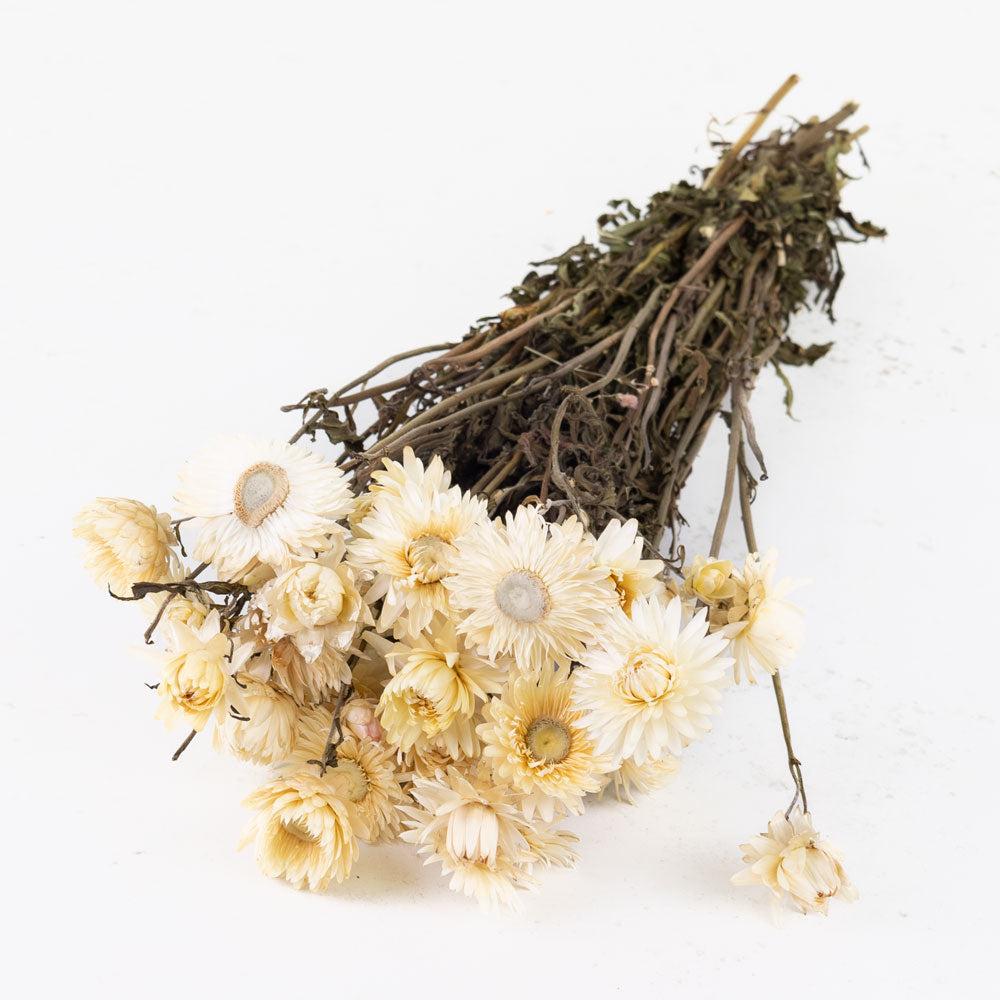 Dried Flowers | Helichrysum, Dried, Natural White Dried Dried Flowers