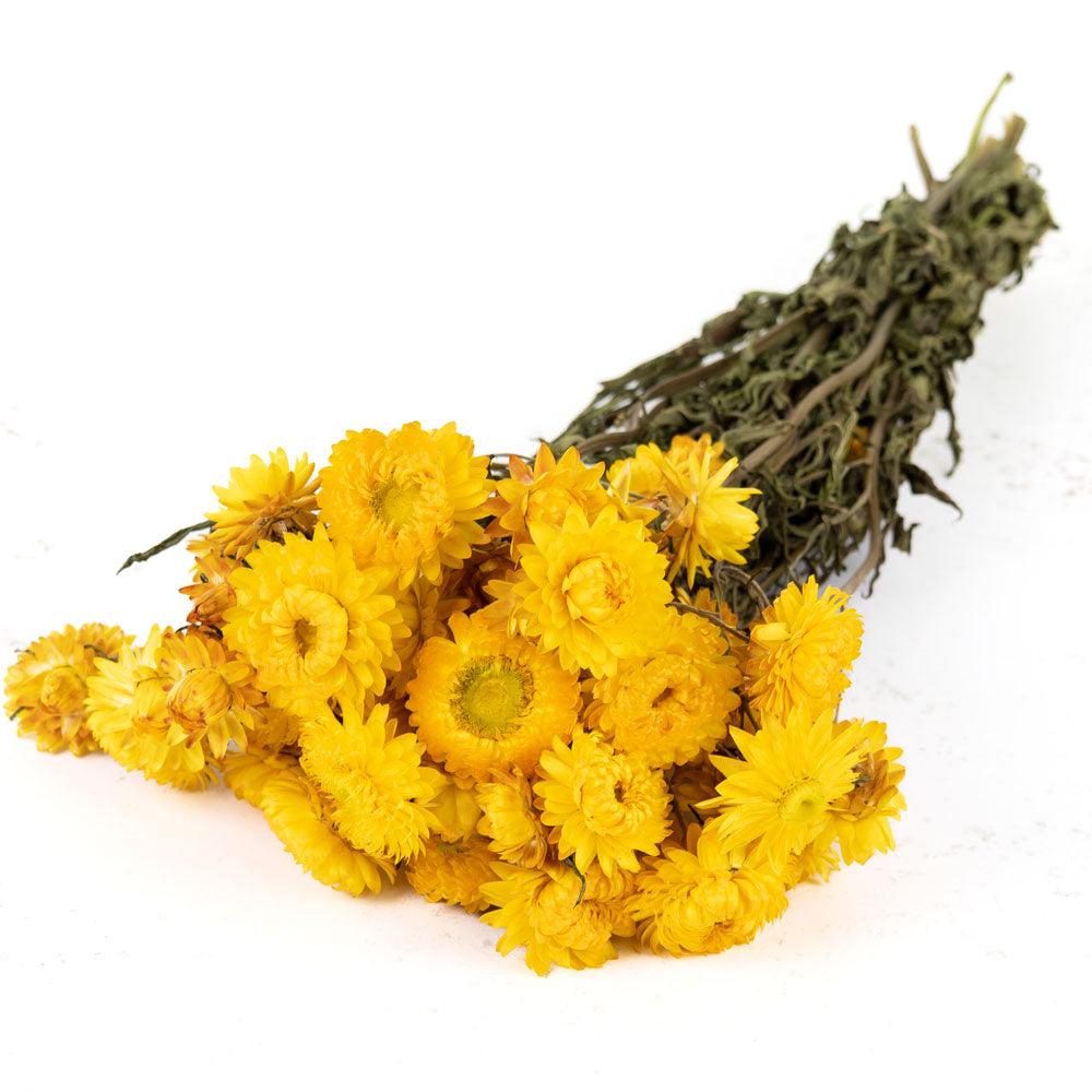 Dried Flowers | Helichrysum, Dried, Natural Yellow Dried Dried Flowers