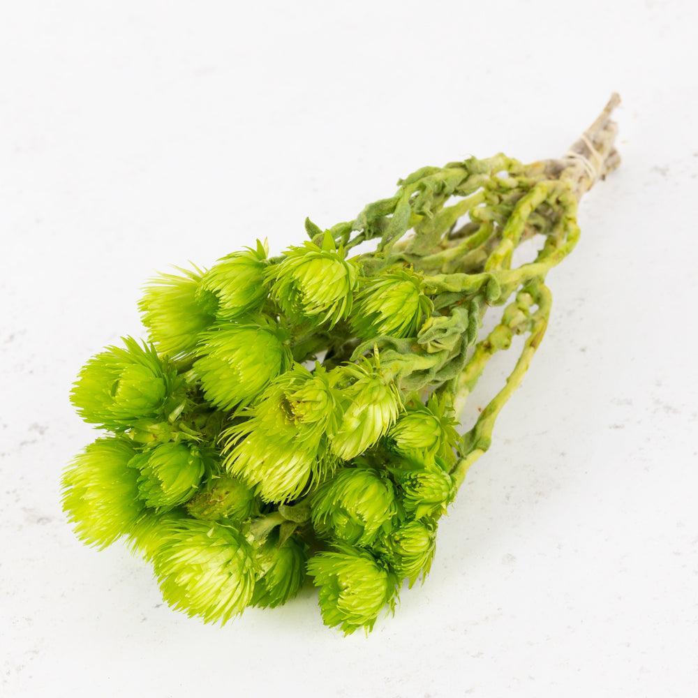 Dried Flowers | Helichrysum vestitum (capsbloem), Dried, Apple Green Dried Dried Flowers