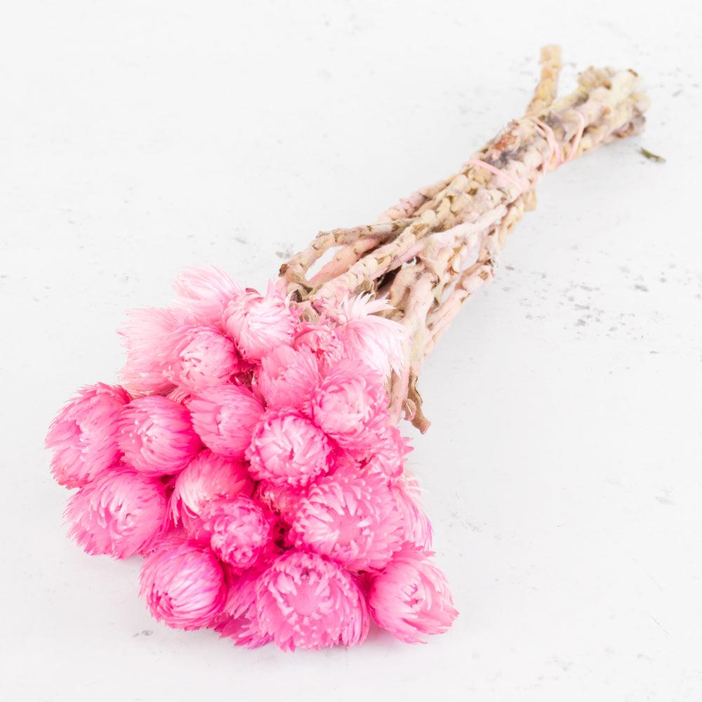 Dried Flowers | Helichrysum vestitum (capsbloem), Dried, Bright Pink Dried Dried Flowers