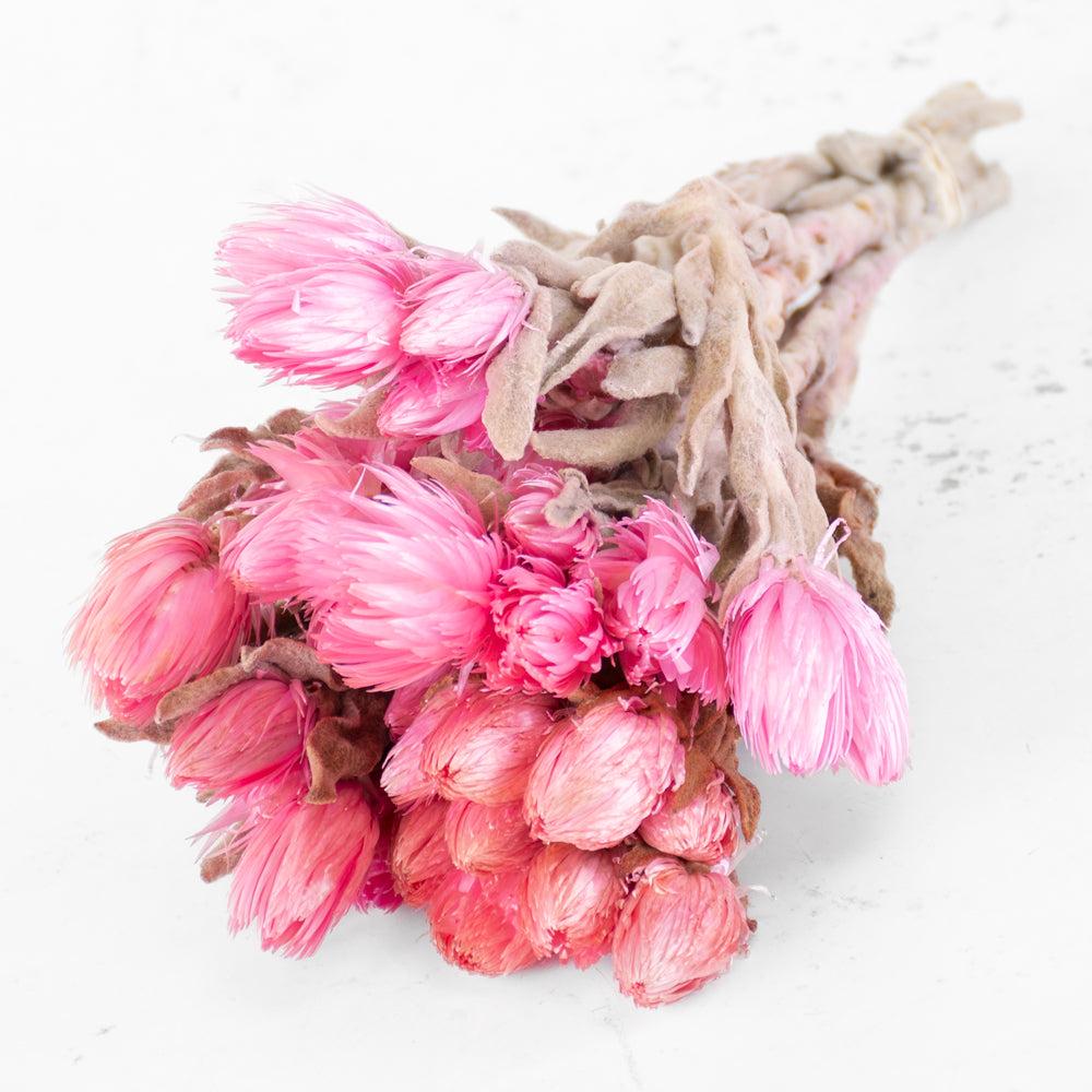 Dried Flowers | Helichrysum vestitum (capsbloem), Dried, Pink Dried Dried Flowers