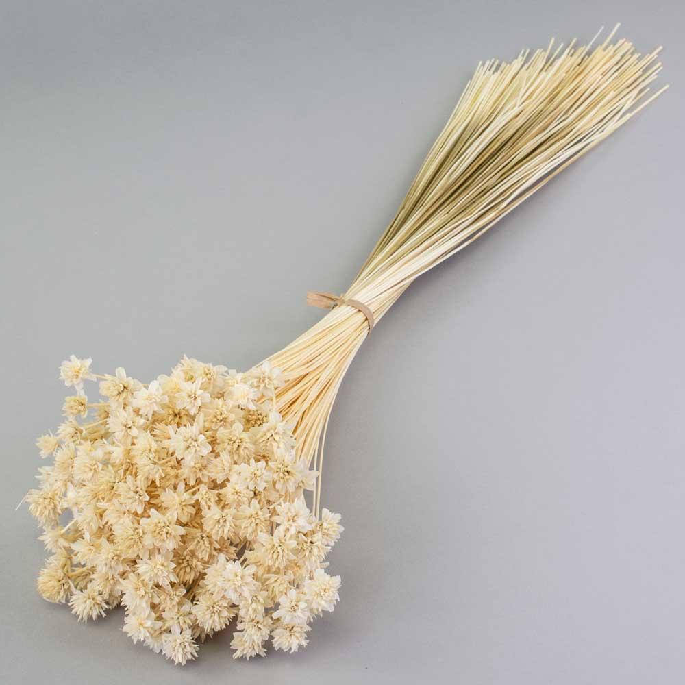 Dried Flowers | Hill Flower, Dried, Bleached White Dried Dried Flowers