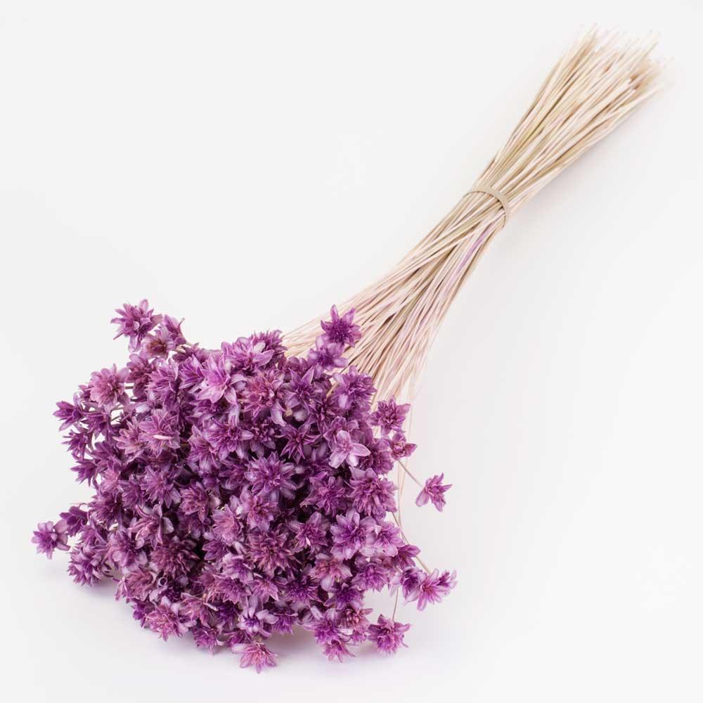 Dried Flowers | Hill Flower, Dried, Lilac Misty Dried Dried Flowers