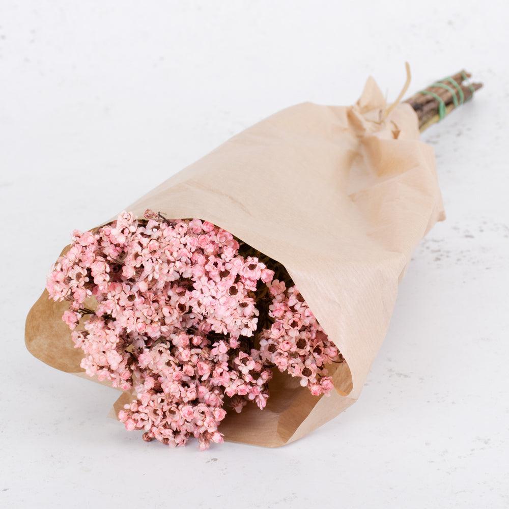 Dried Flowers | Ixodia, Dried, Pale Pink, 50cm, 10 Stem Bunch Dried Dried Flowers