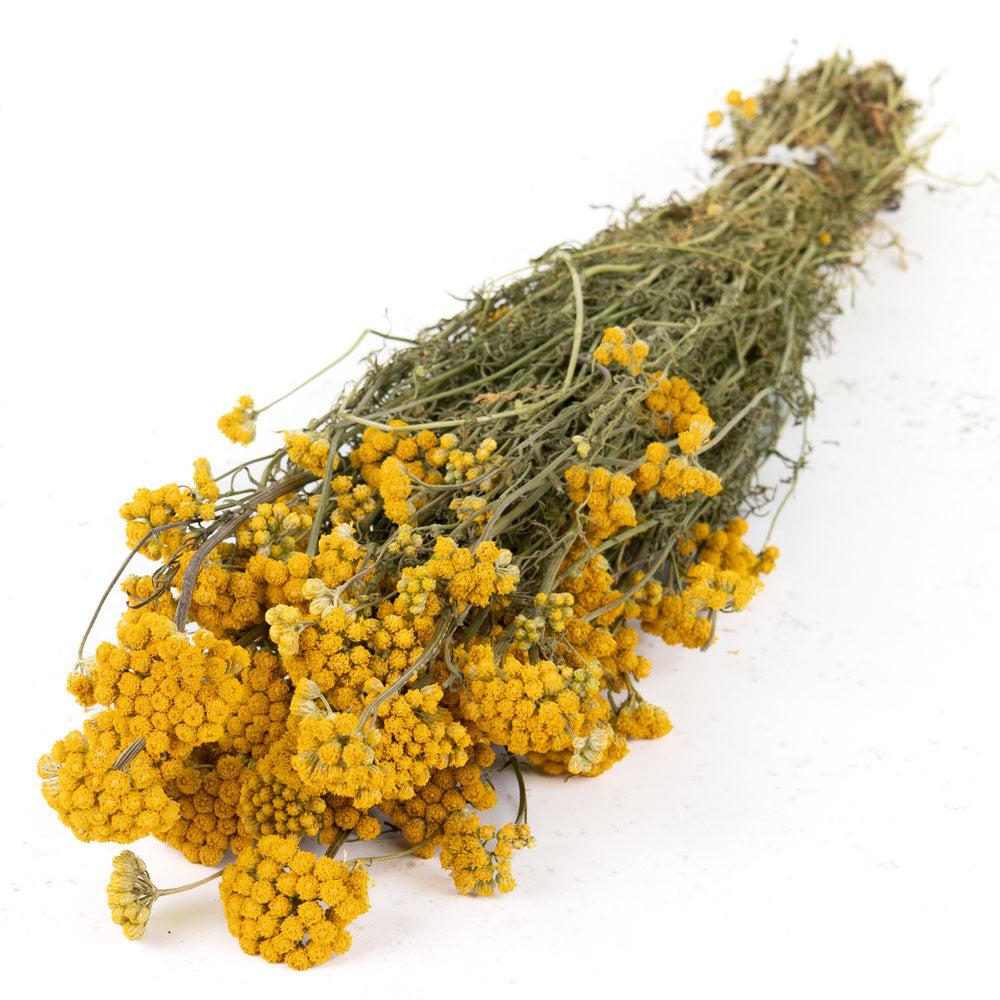 Dried Flowers | Lona, Dried, Natural Yellow Dried Dried Flowers