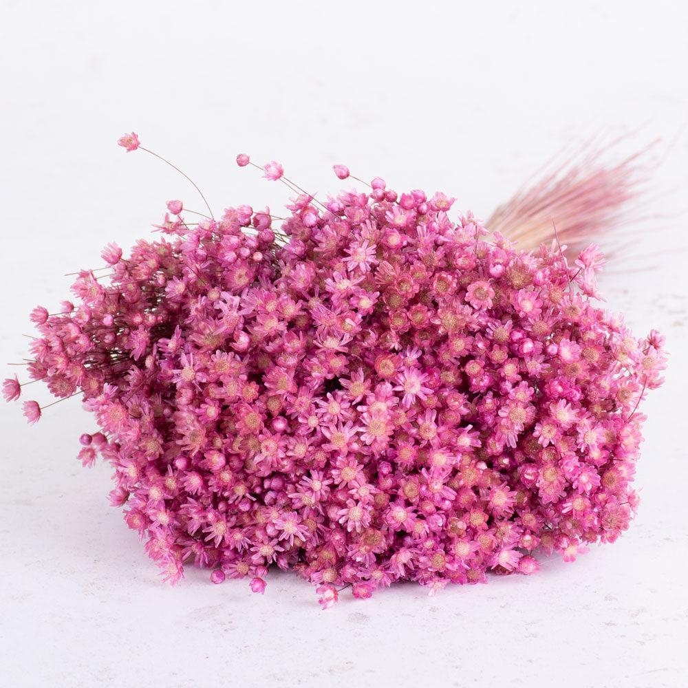 Dried Flowers | Marcela Flower, Dried, Pink Dried Dried Flowers