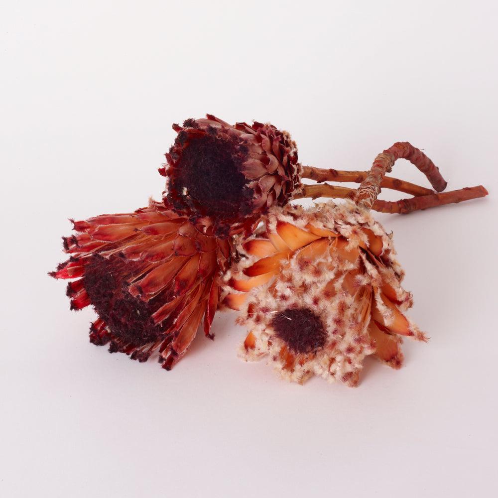 Dried Flowers | Protea Barbigera, Natural Red / Burgundy, Bunch x 3 Stems Dried Dried Flowers