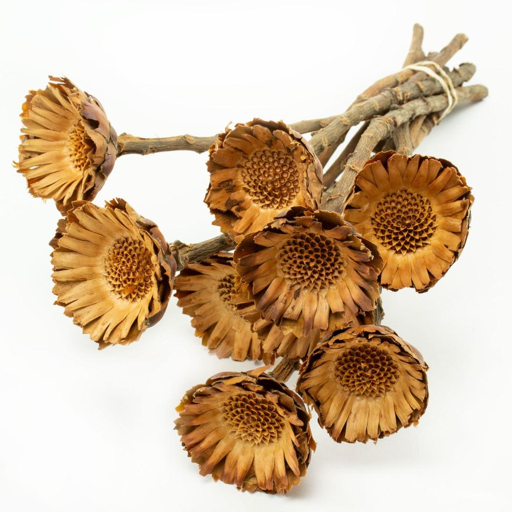 Dried Flowers | Protea Compacta, Dried, Natural, Bunch 10 Dried Dried Flowers