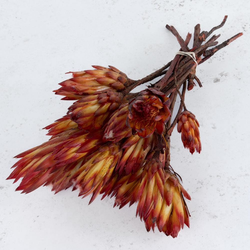 Dried Flowers | Protea Pendula Repens, Natural Red, x 20 Dried Dried Flowers