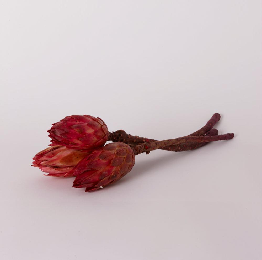 Dried Flowers | Protea Repens, Dried, Natural Pink, Bunch x 3 Dried Dried Flowers