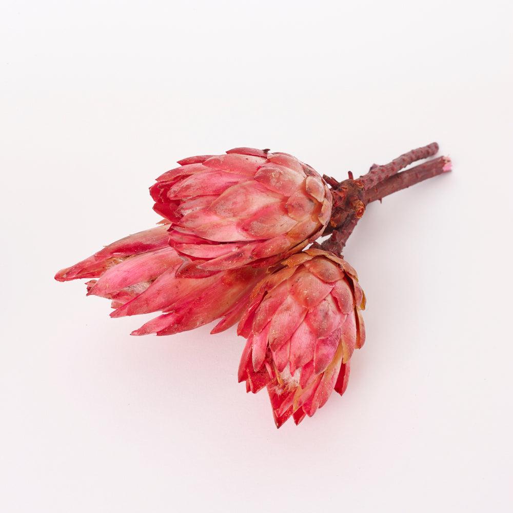 Dried Flowers | Protea Repens, Dried, Natural Pink, Bunch x 3 Dried Dried Flowers