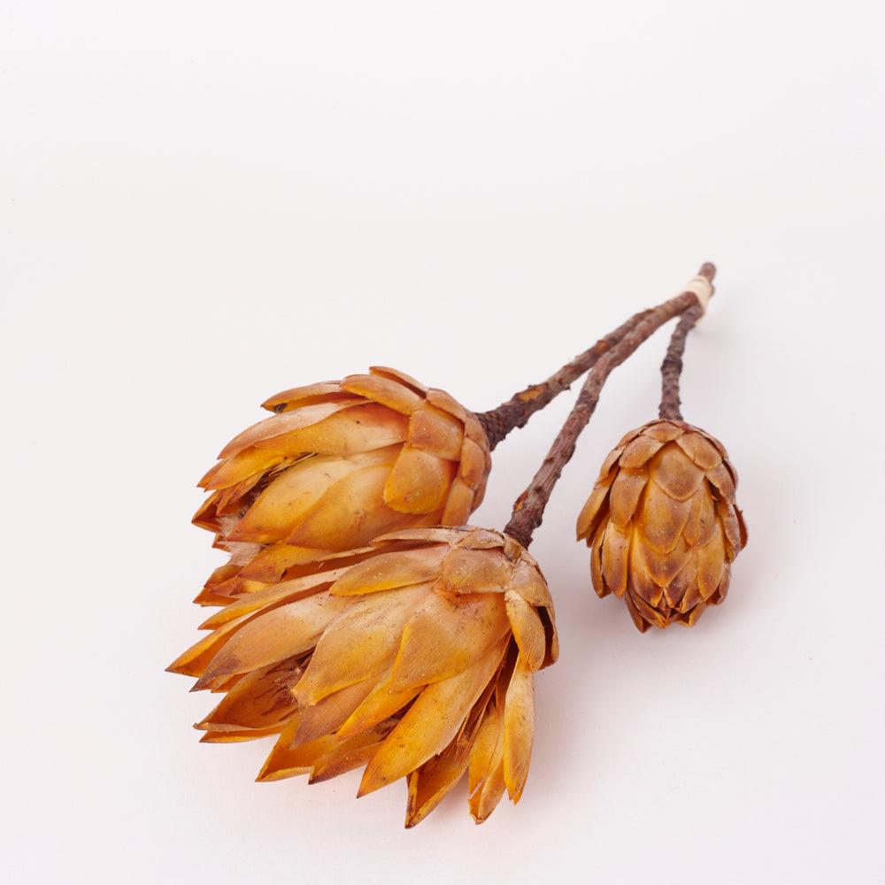 Dried Flowers | Protea Repens, Dried, Natural Yellow, Bunch x 3 Dried Dried Flowers