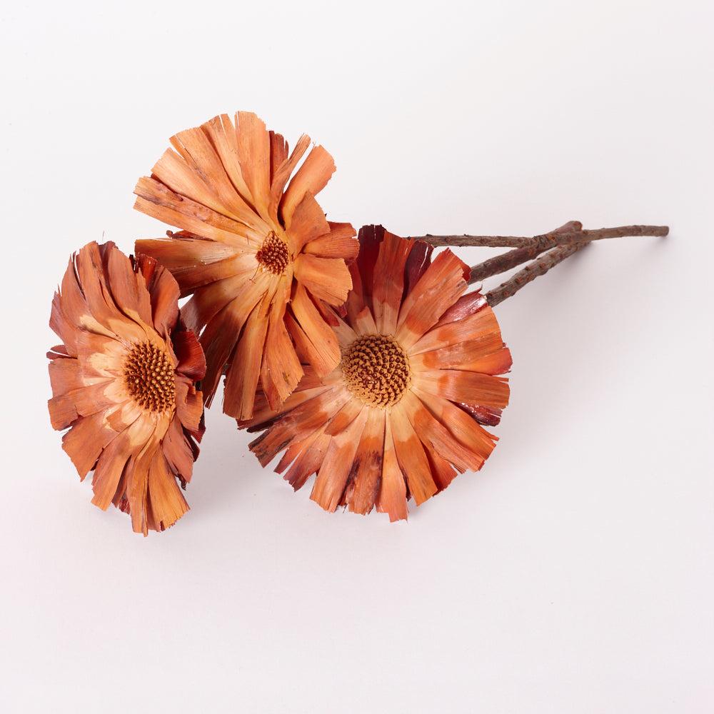 Dried Flowers | Protea Repens, Super Cut, Natural, Bunch x 3 Stems Dried Dried Flowers