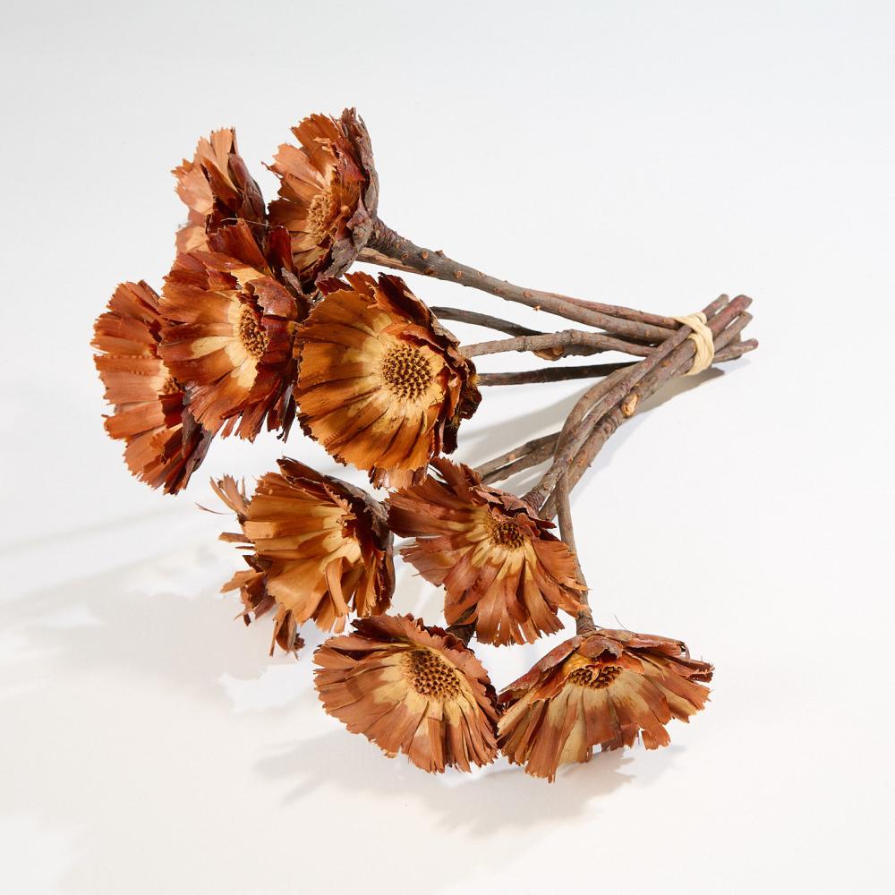 Dried Flowers | Protea Rosette Repens, Dried, Light Centre, Bunch x 10 Stems Dried Dried Flowers