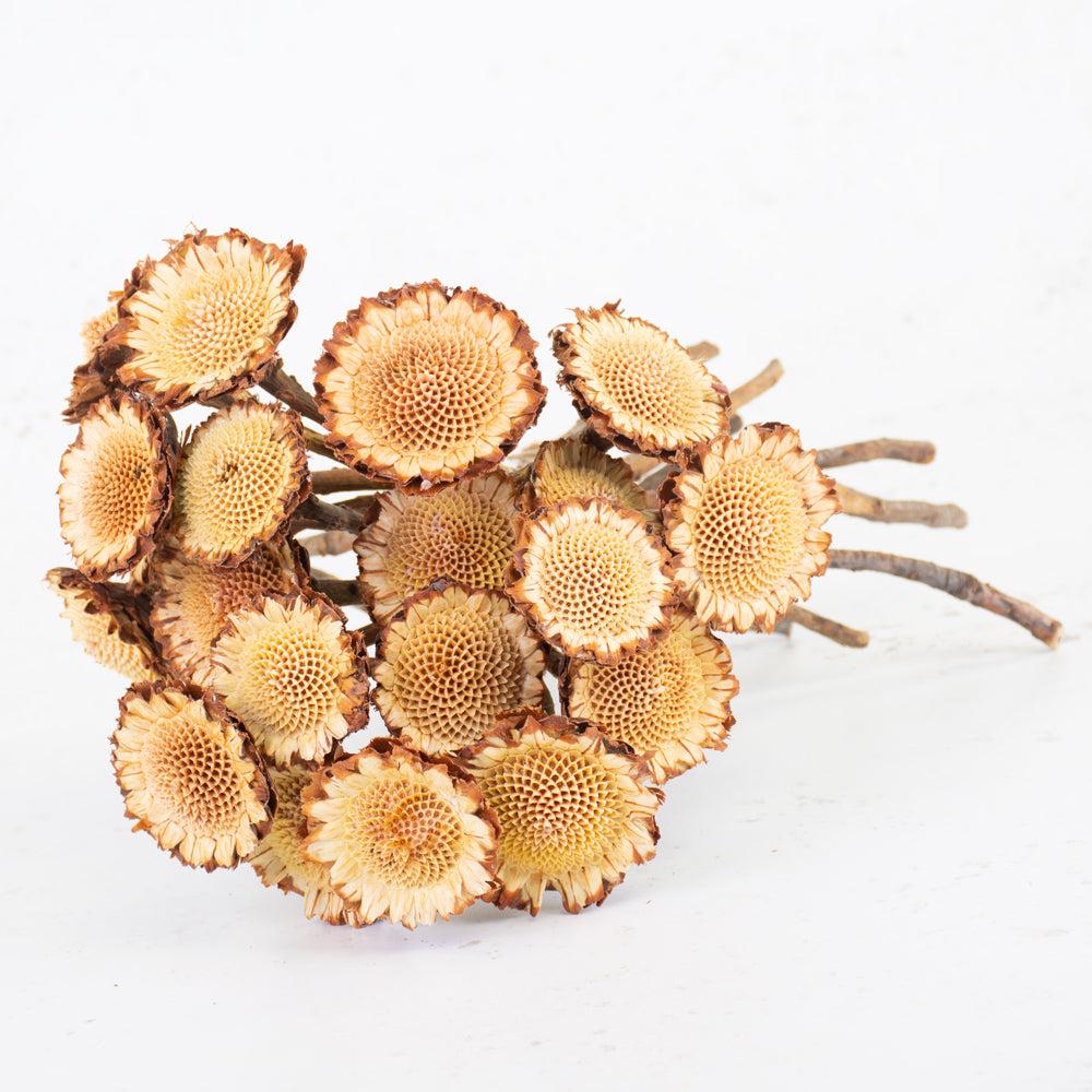 Dried Flowers | Protea Susanna Rosette, Bunch x 20 Stems Dried Dried Flowers