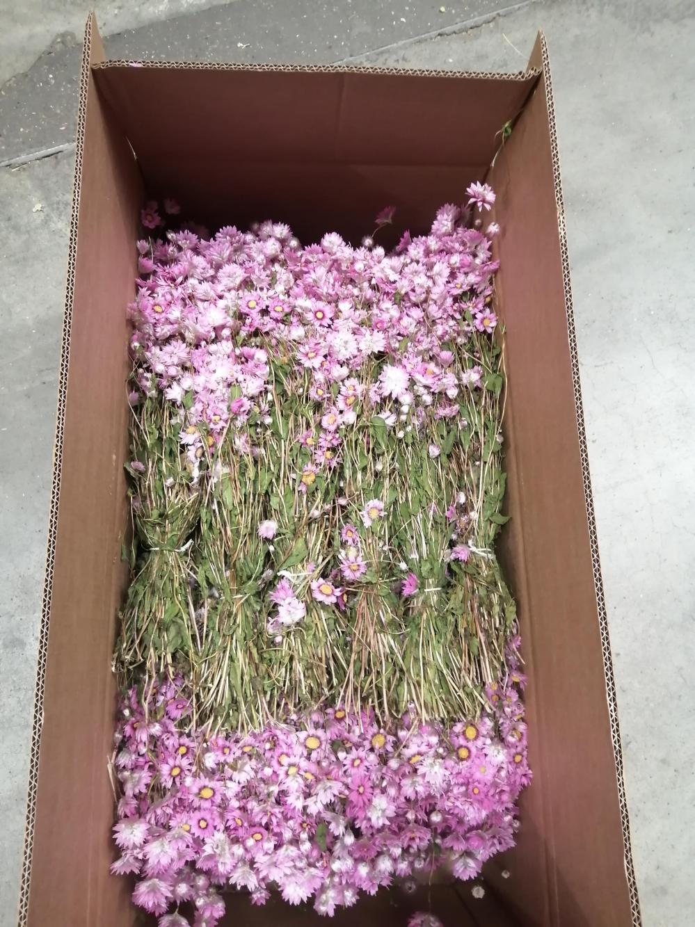 Dried Flowers | Rodanthe, Dried, Natural Pink, Full Box x 25 Bunches Dried Dried Flowers