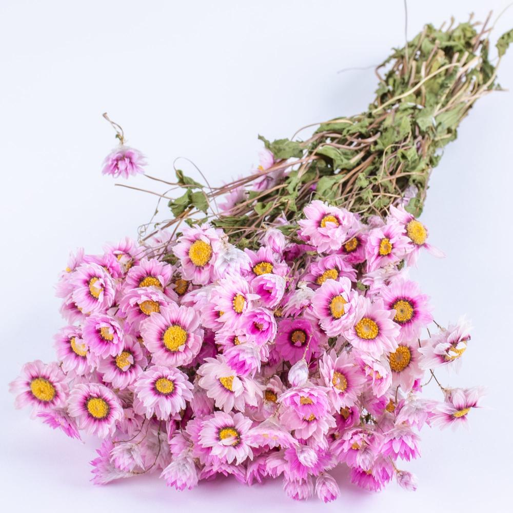 Dried Flowers | Rodanthe, Dried, Natural Pink Dried Dried Flowers