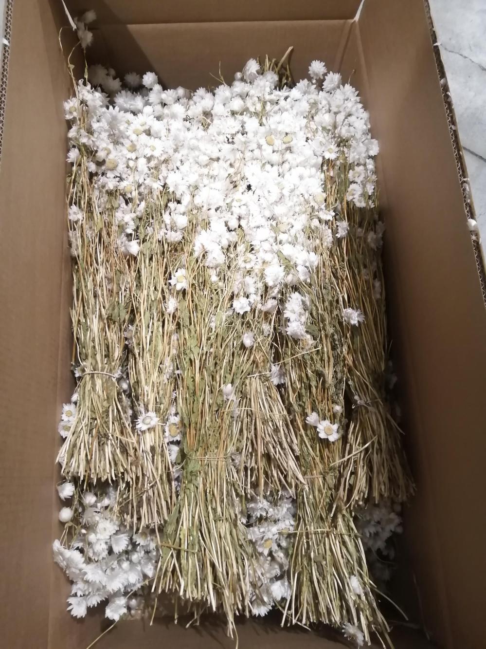 Dried Flowers | Rodanthe, Dried, Natural White, Full Box x 25 Bunches Dried Dried Flowers