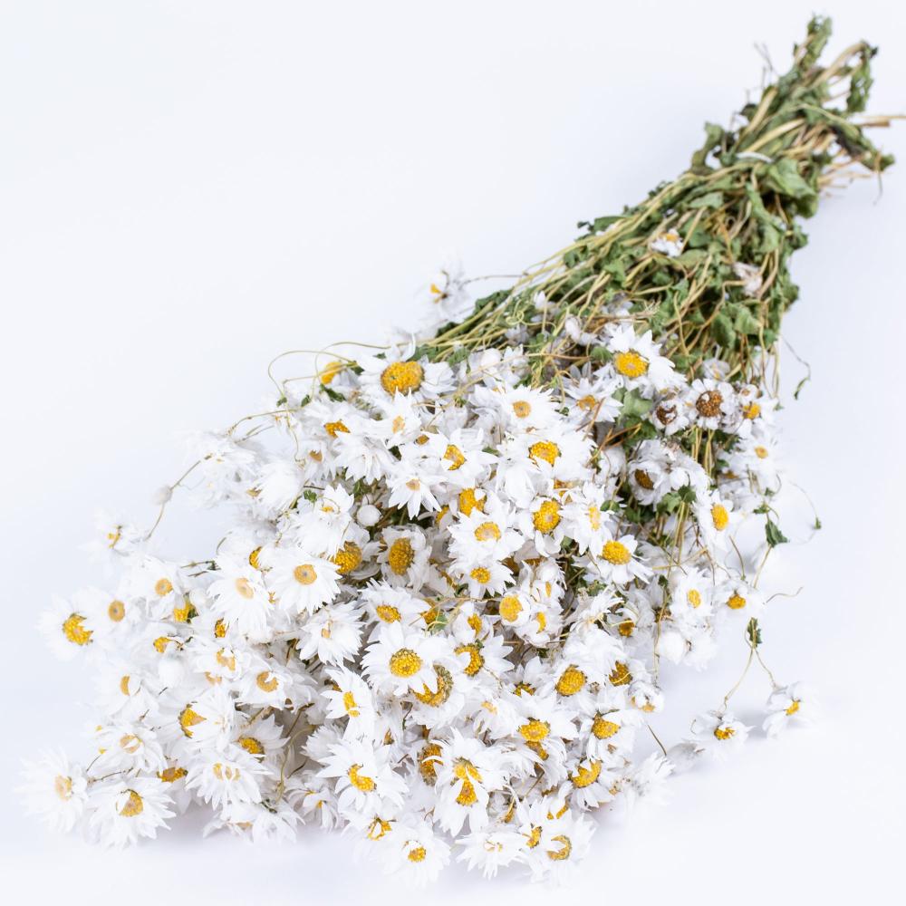 Dried Flowers | Rodanthe, Dried, Natural White Dried Dried Flowers