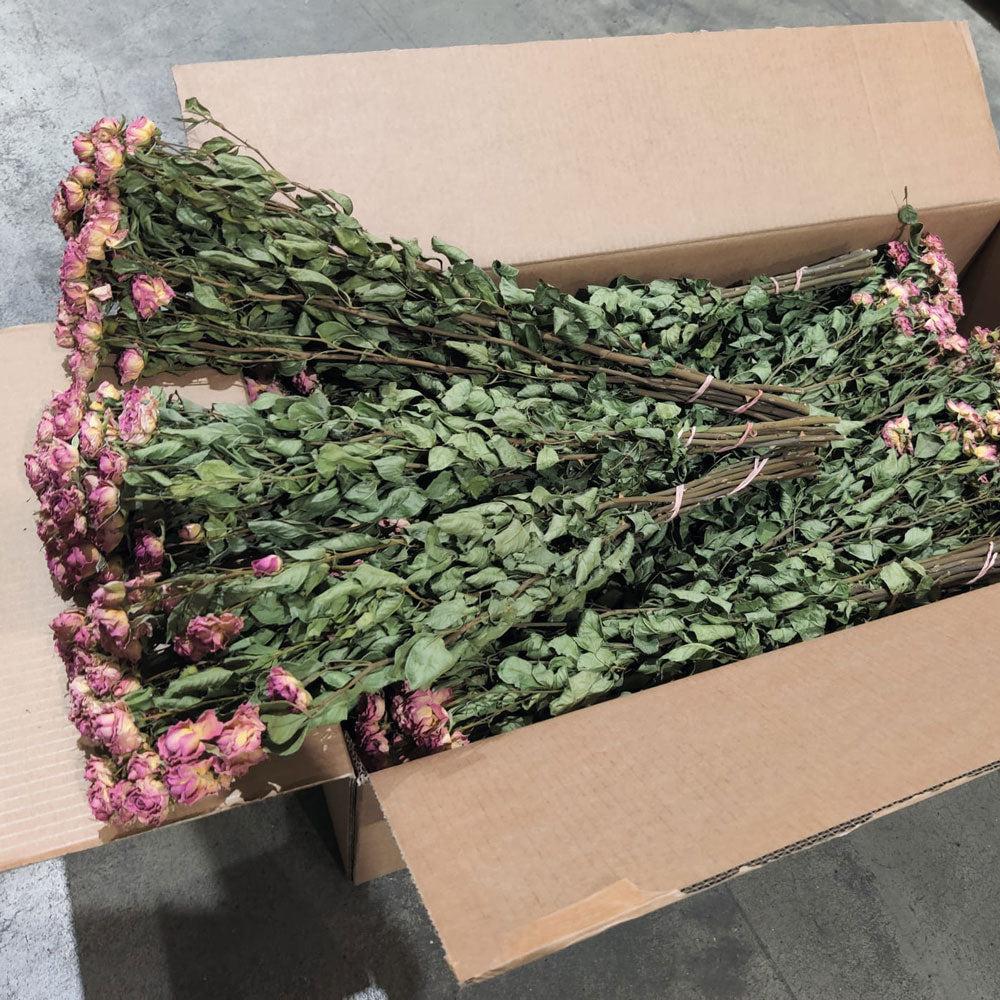 Dried Flowers | Roses, Spray, Dried, Natural Light Pink, x 20 Bunches Dried Dried Flowers