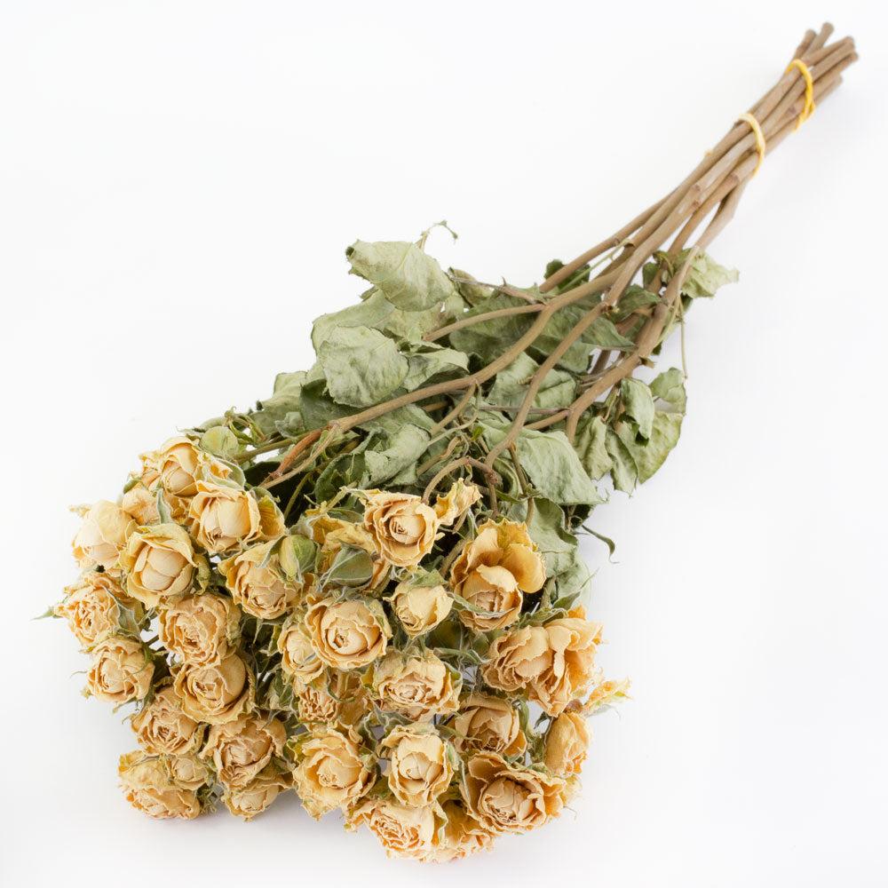 Dried Flowers | Roses, Spray, Dried, Natural White x 10 Stems Dried Dried Flowers