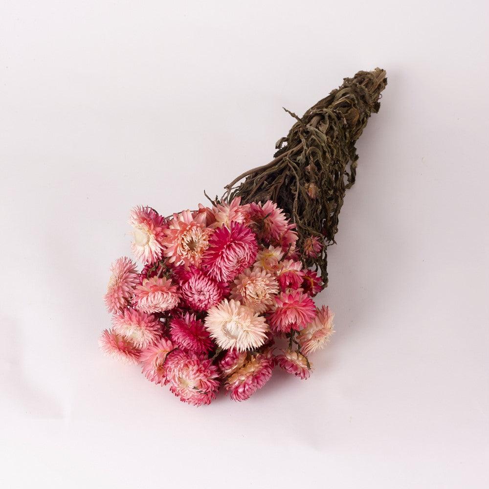 Dried Flowers | Straw Flower, Helichrysum, Dried, Natural Light Pink Dried Dried Flowers