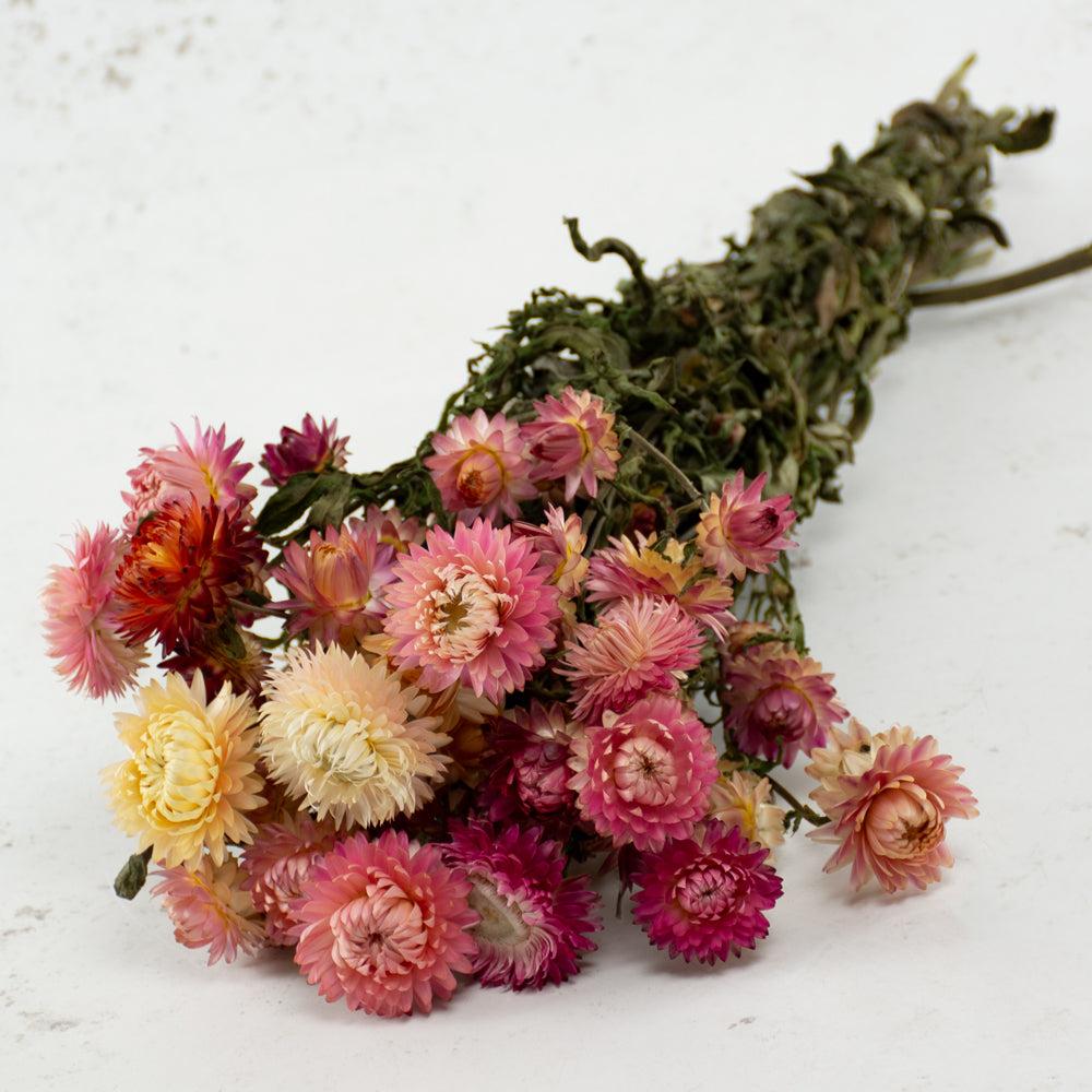 Dried Flowers | Straw Flower, Helichrysum, Dried, Natural Pink Dried Dried Flowers