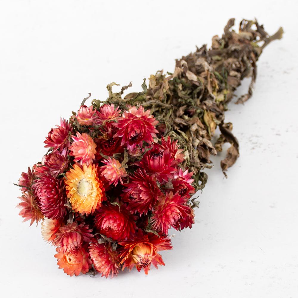 Dried Flowers | Straw Flower, Helichrysum, Dried, Natural Salmon Dried Dried Flowers