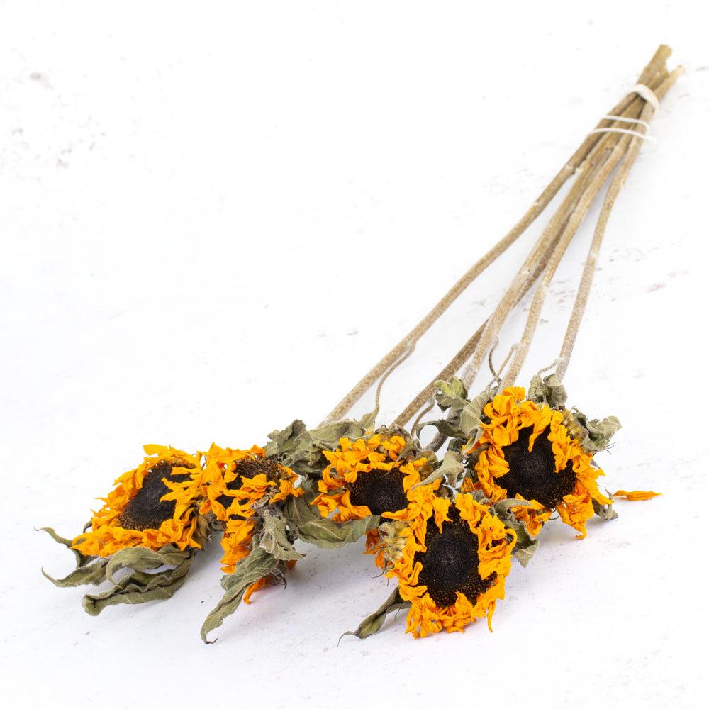 Dried Flowers | Sunflowers, Mini, Dried x 5 Stems Dried Dried Flowers