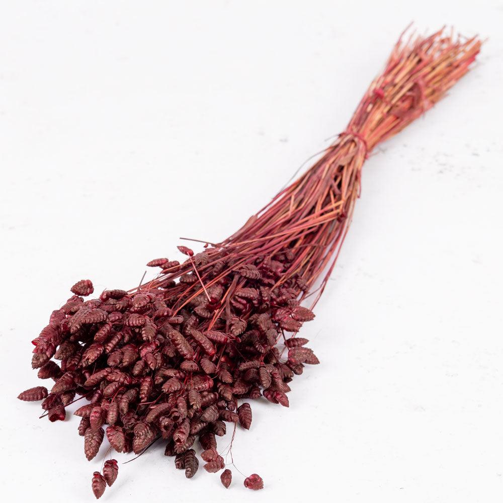 Dried Grasses | Briza maxima, Dried, Bordeaux, 50g Dried Dried Fillers & Foliage