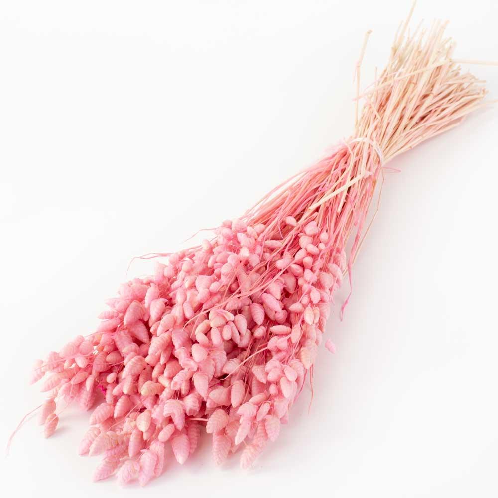 Dried Grasses | Briza maxima, Dried, Light Pink, 50g Dried Dried Fillers & Foliage