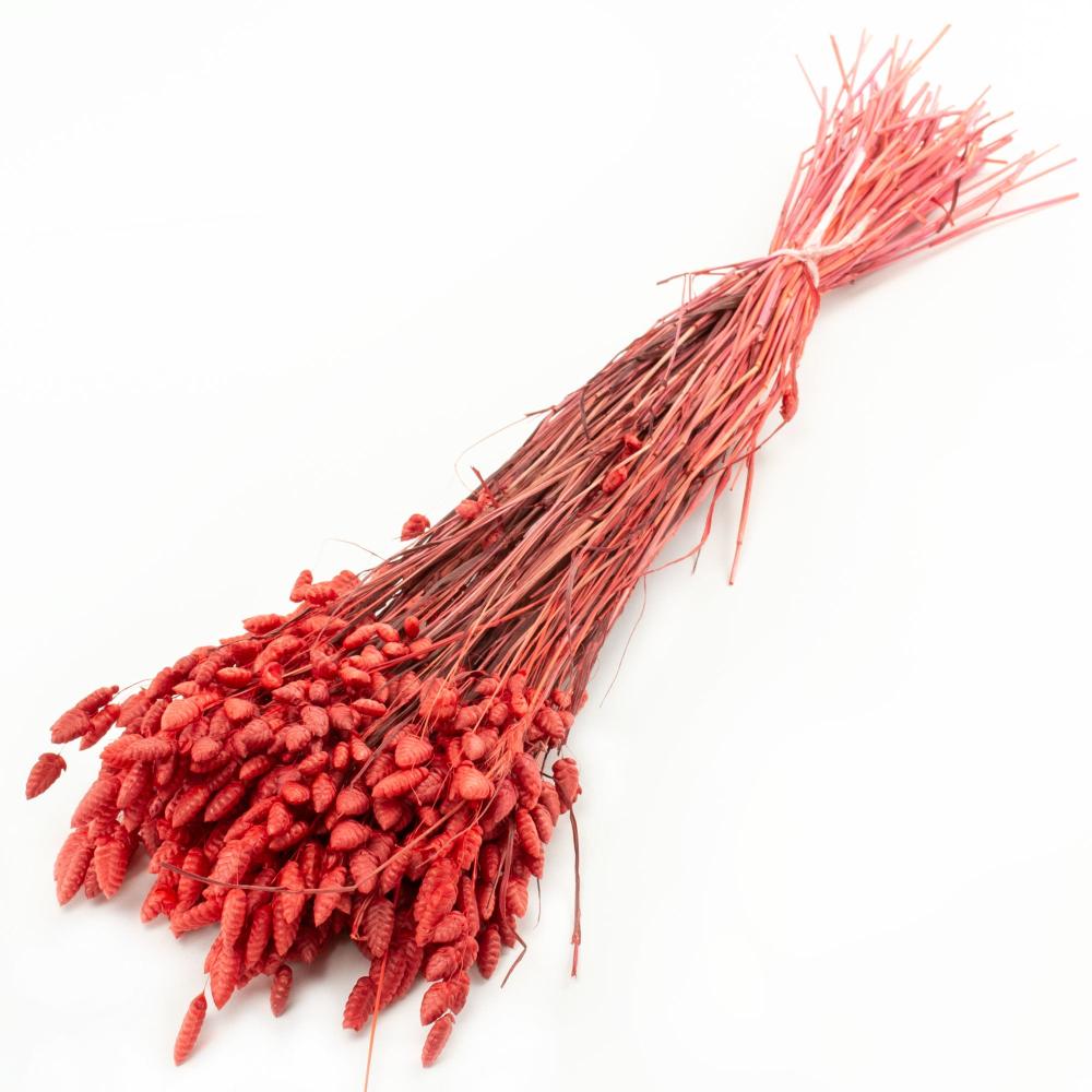 Dried Grasses | Briza maxima, Dried, Red, 50g Dried Dried Fillers & Foliage