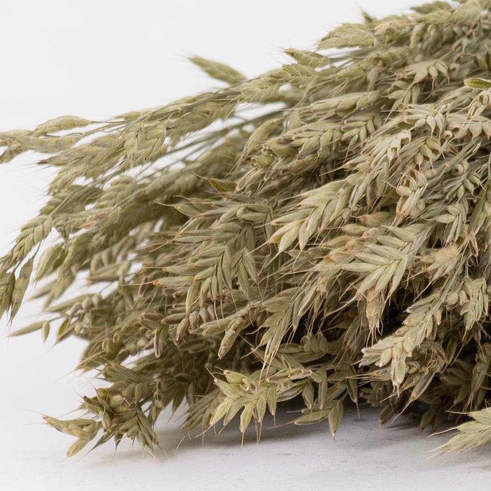 Dried Grasses | Bromus Secalinus, Dried, Natural Green Dried Dried Fillers & Foliage