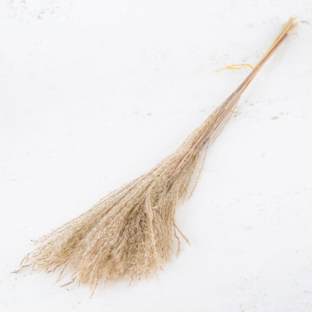 Dried Grasses | Miscanthus Grass, Dried, Natural Dried Dried Fillers & Foliage