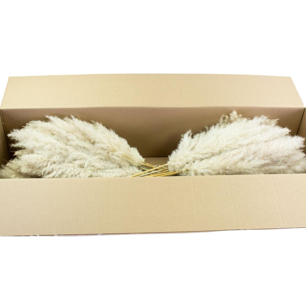 Dried Grasses | Pampas, Extra Grade, Dried, Natural White, Box 50 Stems Dried Dried Grasses