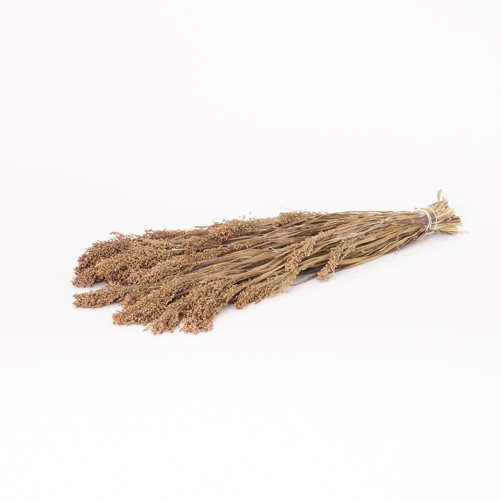 Dried Grasses | Panicum Grass, Dried, Natural, Bunch Dried Dried Grasses