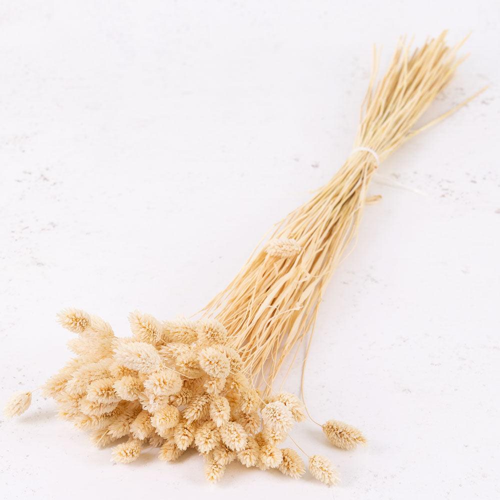 Dried Grasses | Phalaris, (Canary Grass), Dried, Bleached White Dried Dried Grasses