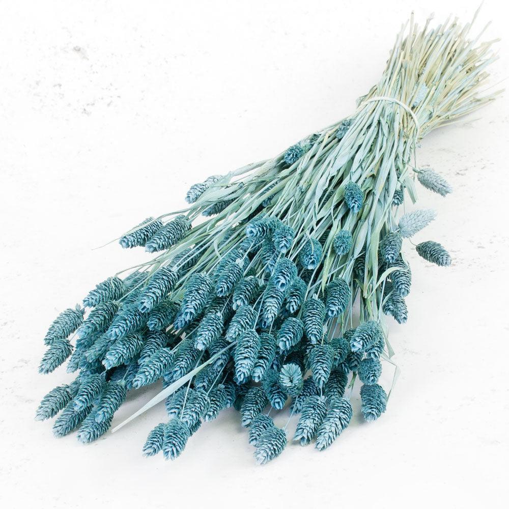 Dried Grasses | Phalaris, (Canary Grass), Dried, Blue Misty Dried Dried Grasses