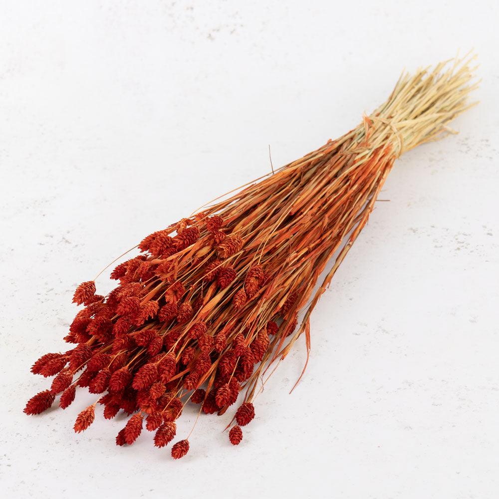 Dried Grasses | Phalaris, (Canary Grass), Dried, Burnt Orange Dried Dried Grasses