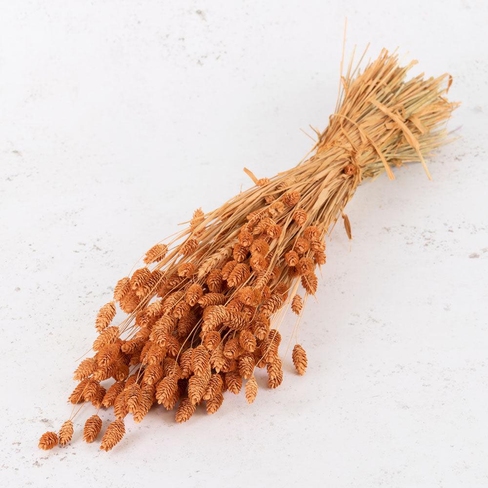 Dried Grasses | Phalaris, (Canary Grass), Dried, Coral Misty Dried Dried Grasses