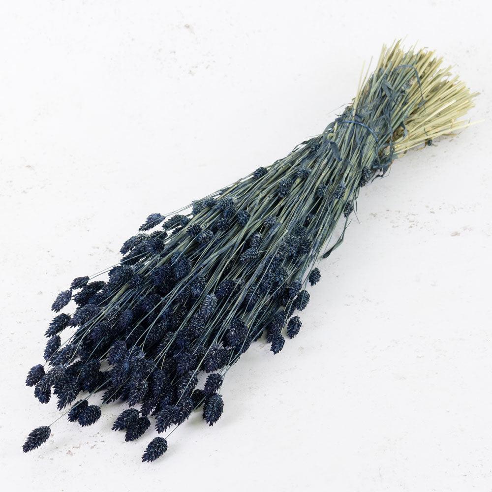 Dried Grasses | Phalaris, (Canary Grass), Dried, Dark Blue Dried Dried Grasses