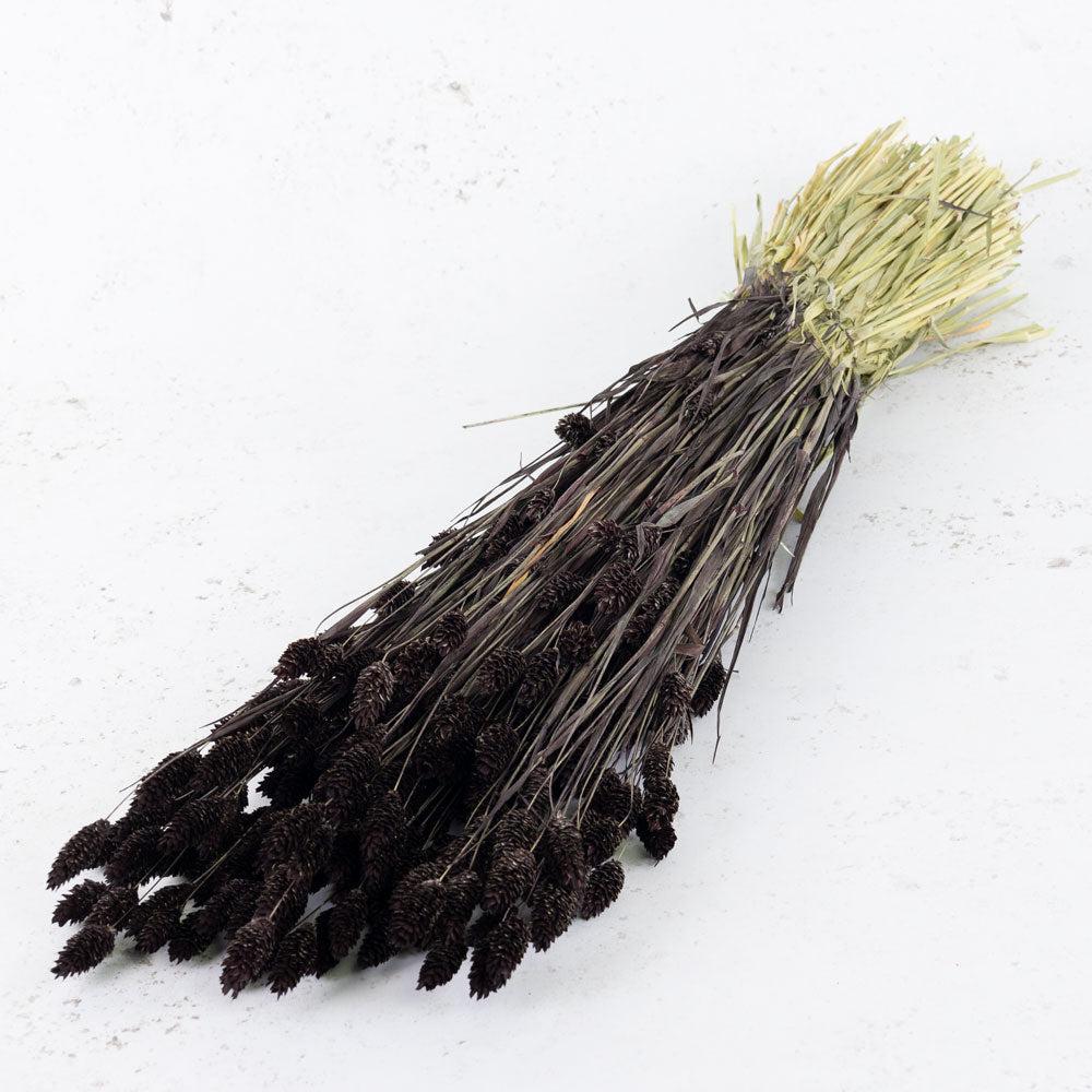 Dried Grasses | Phalaris, (Canary Grass), Dried, Deep Brown Dried Dried Grasses