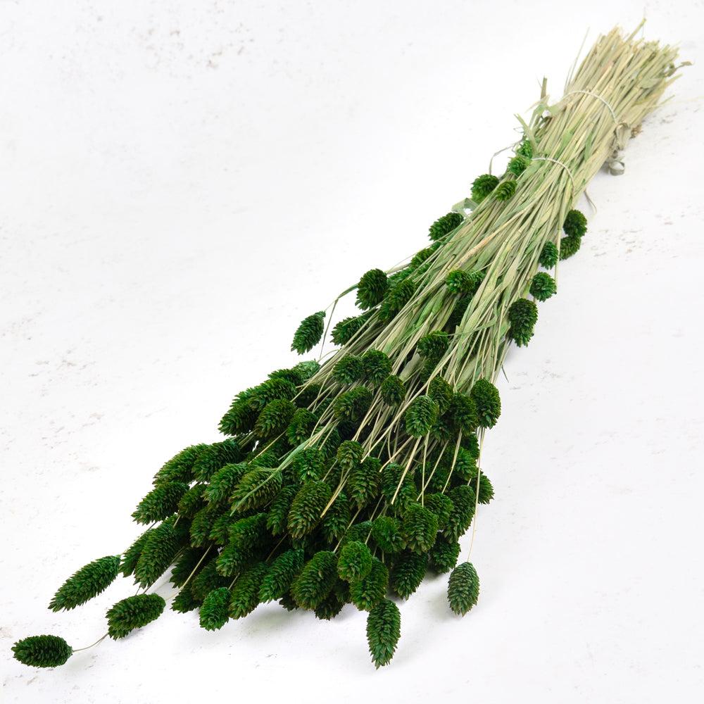 Dried Grasses | Phalaris, (Canary Grass), Dried, Dyed Green, 70cm Dried Dried Grasses